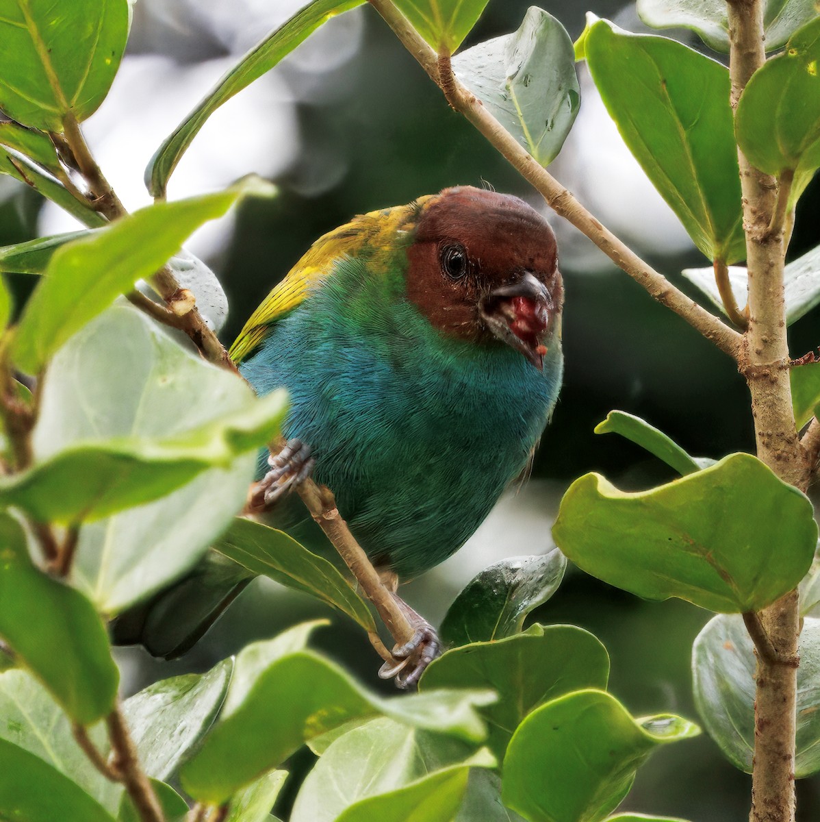 Bay-headed Tanager - ML645464070