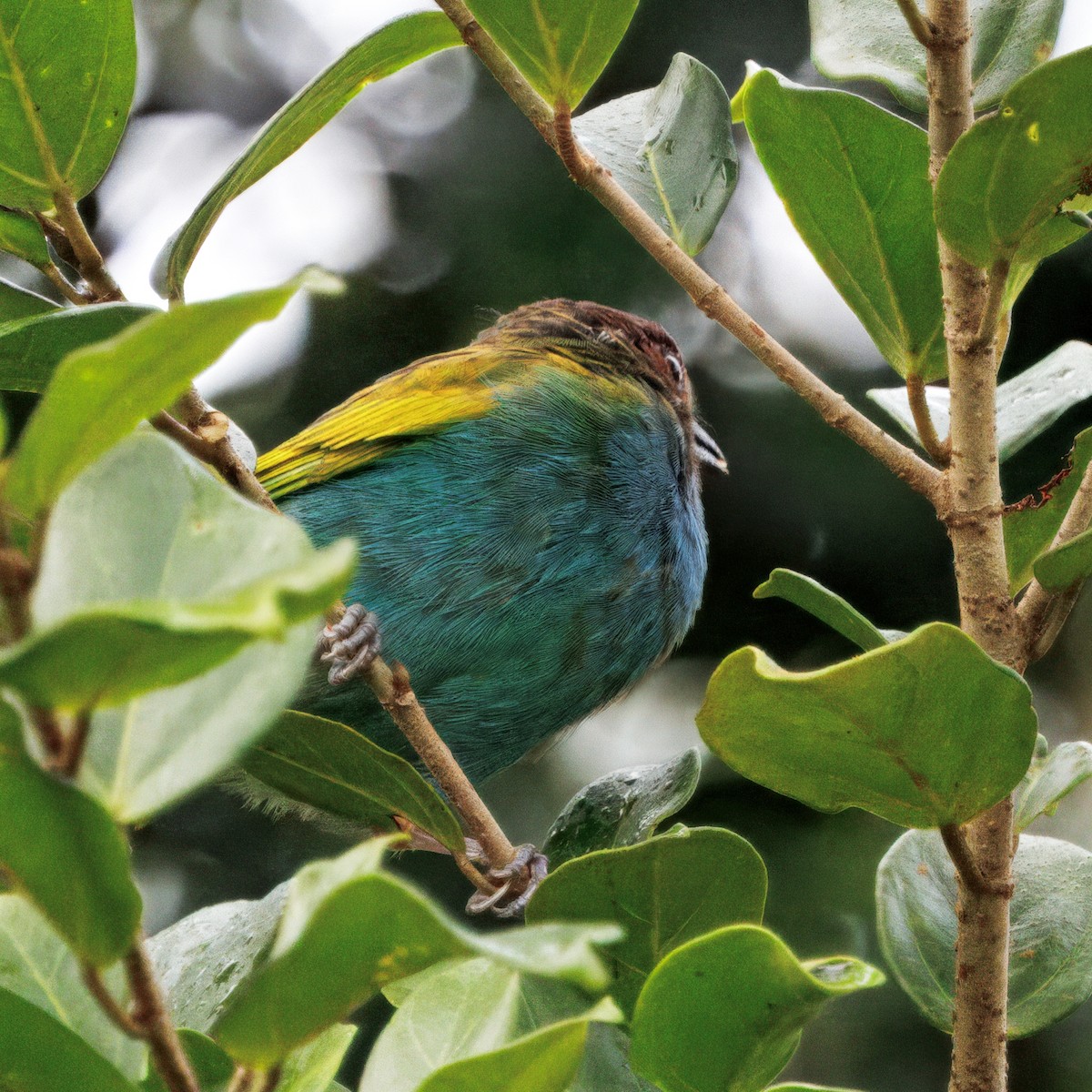 Bay-headed Tanager - ML645464071