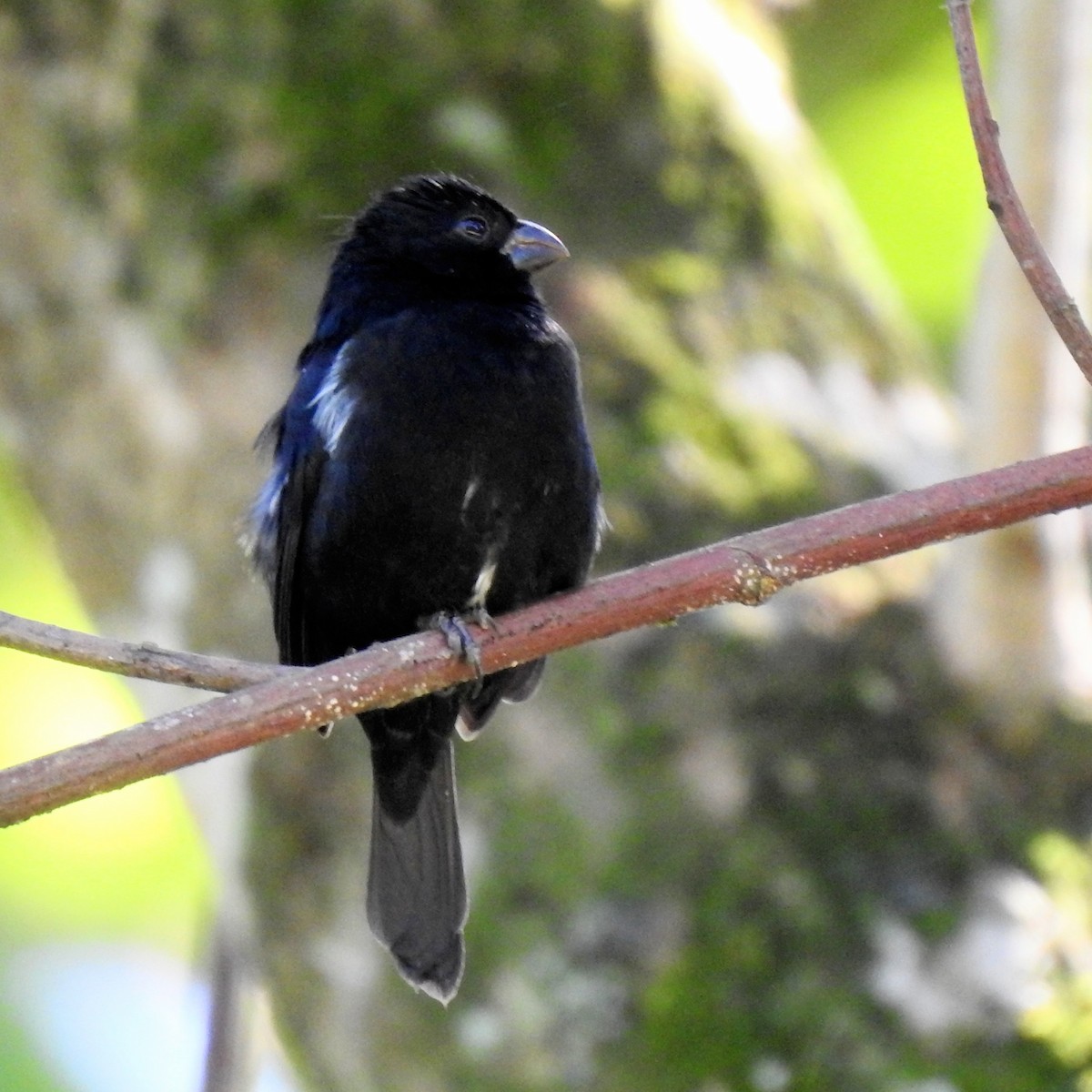 Чёрный просяночник - ML645464077