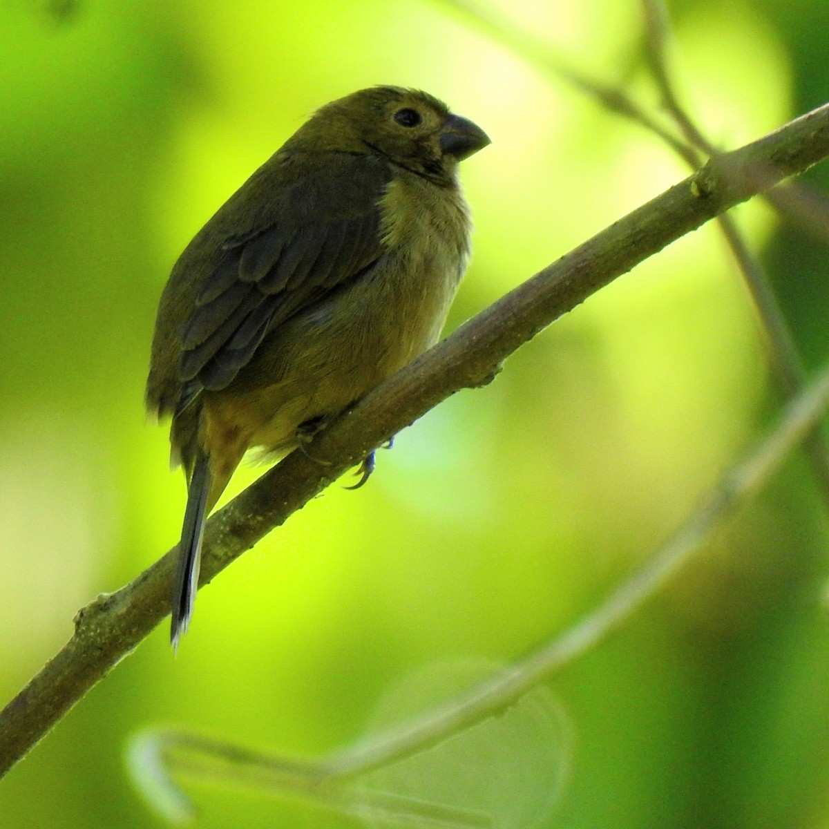 Чёрный просяночник - ML645464078