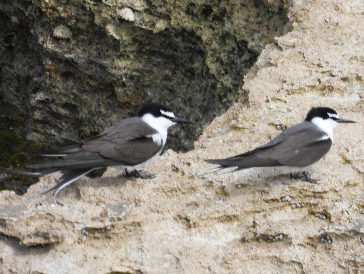 Bridled Tern - ML645464089