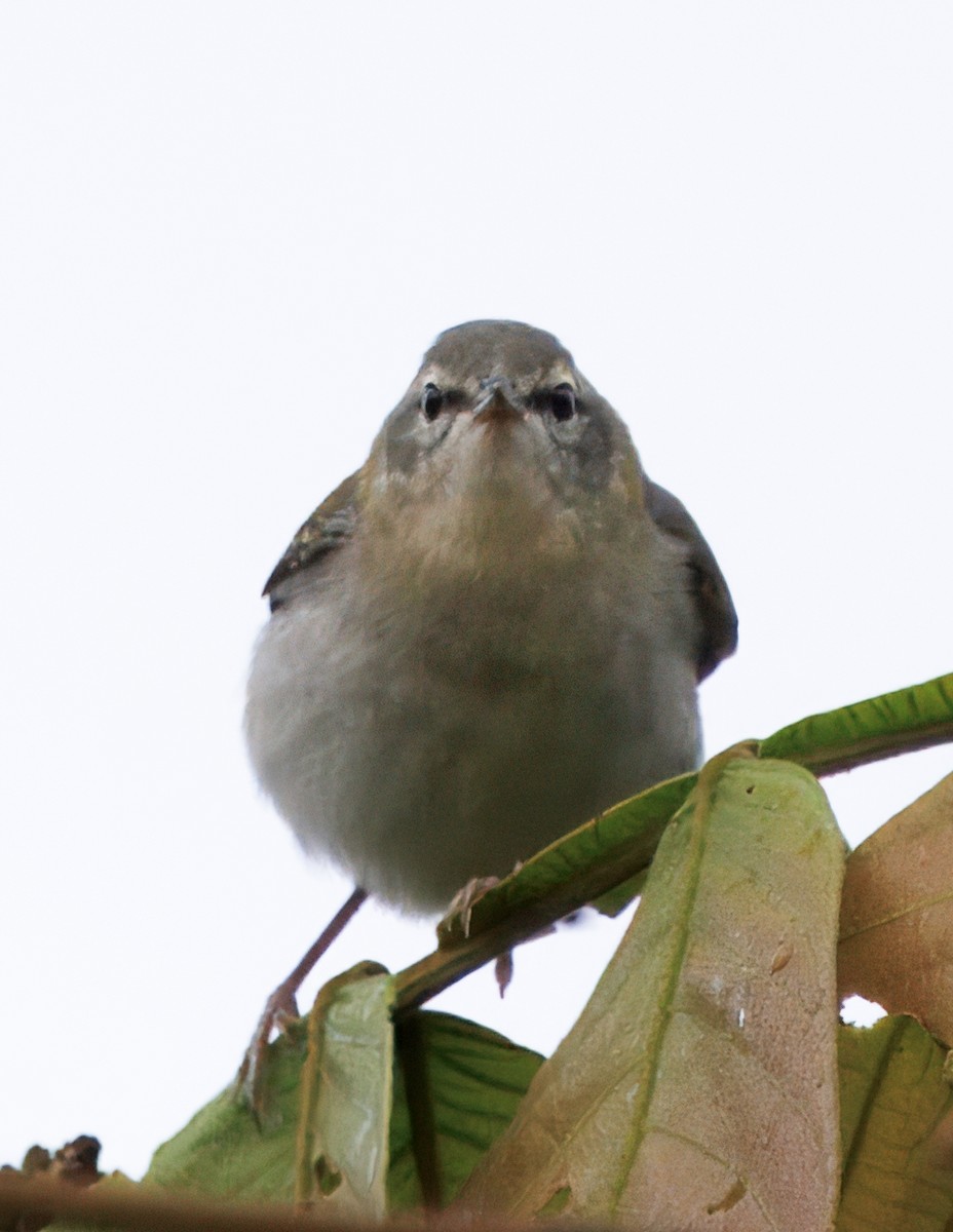 Tennessee Warbler - ML645464098