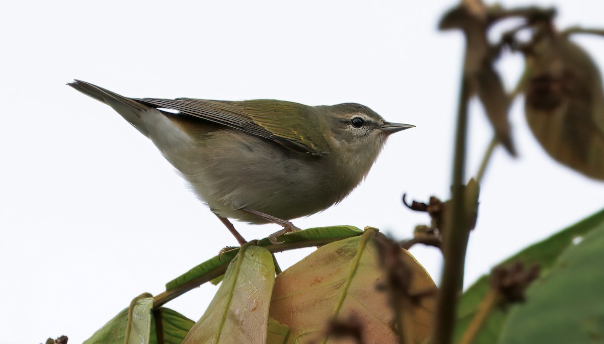 Tennessee Warbler - ML645464099
