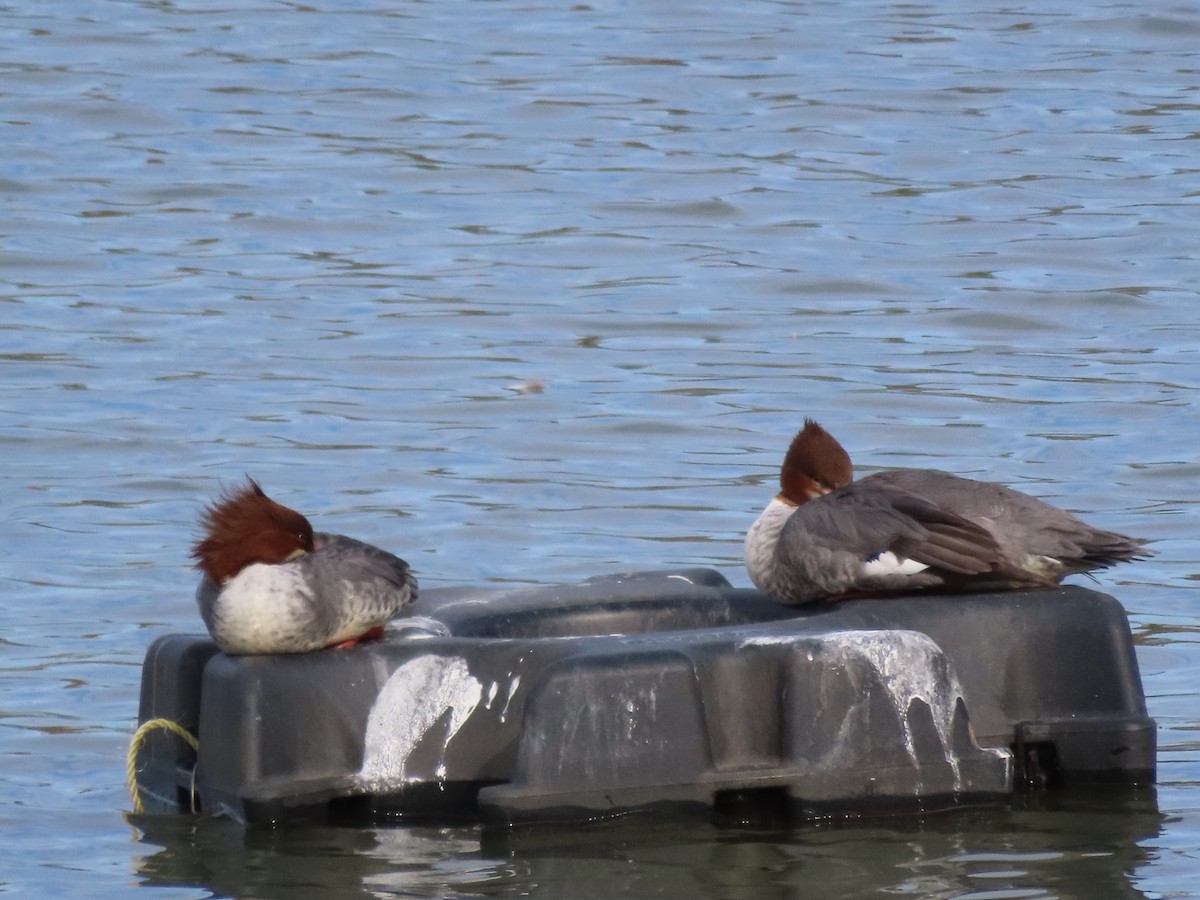 Common Merganser - ML645464149
