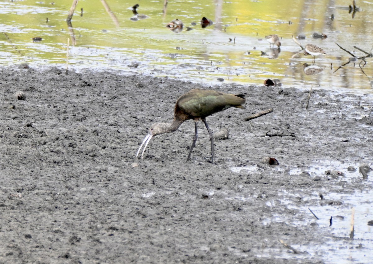 Beltzaran musuzuria - ML645464150