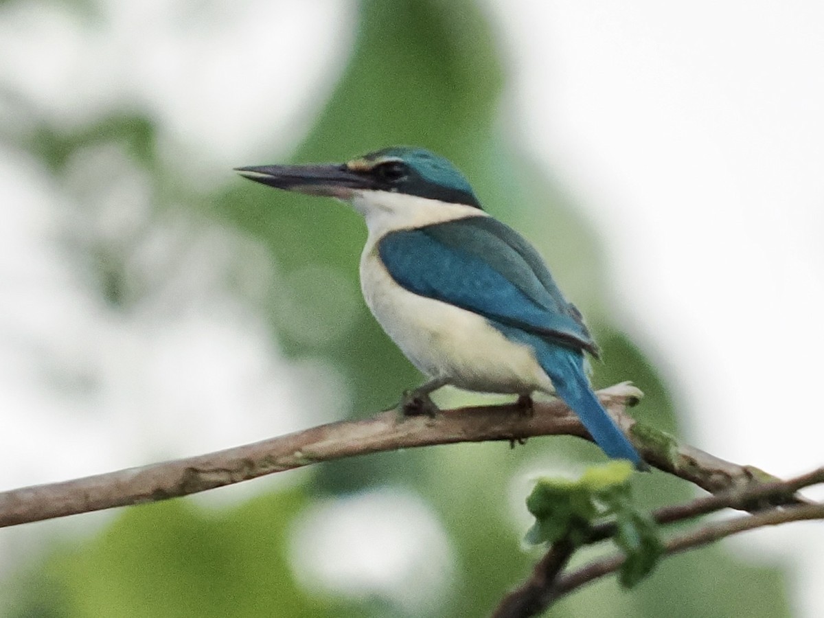 Sacred Kingfisher - ML645464153