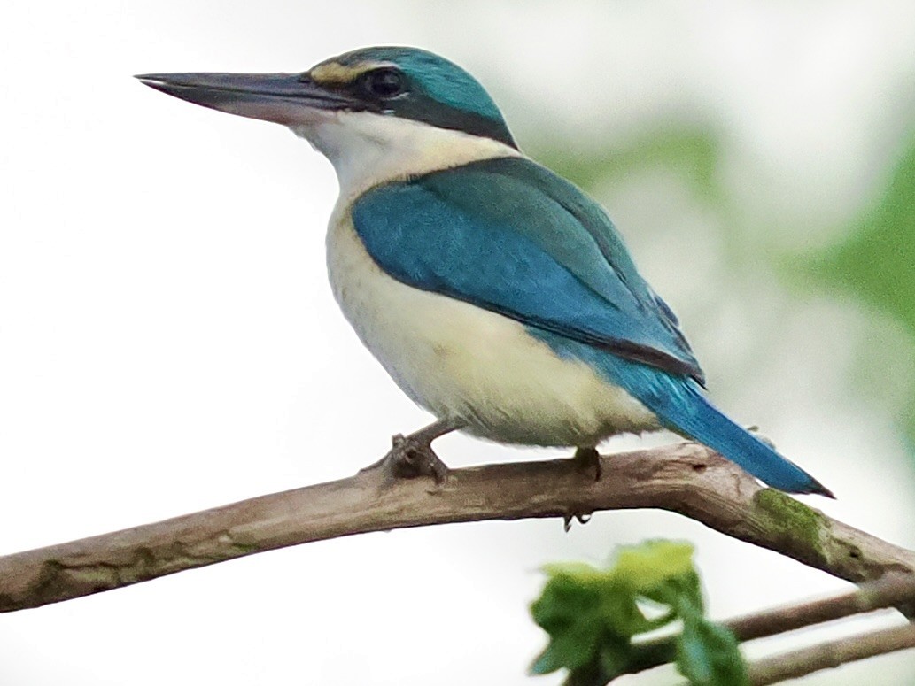 Sacred Kingfisher - ML645464154