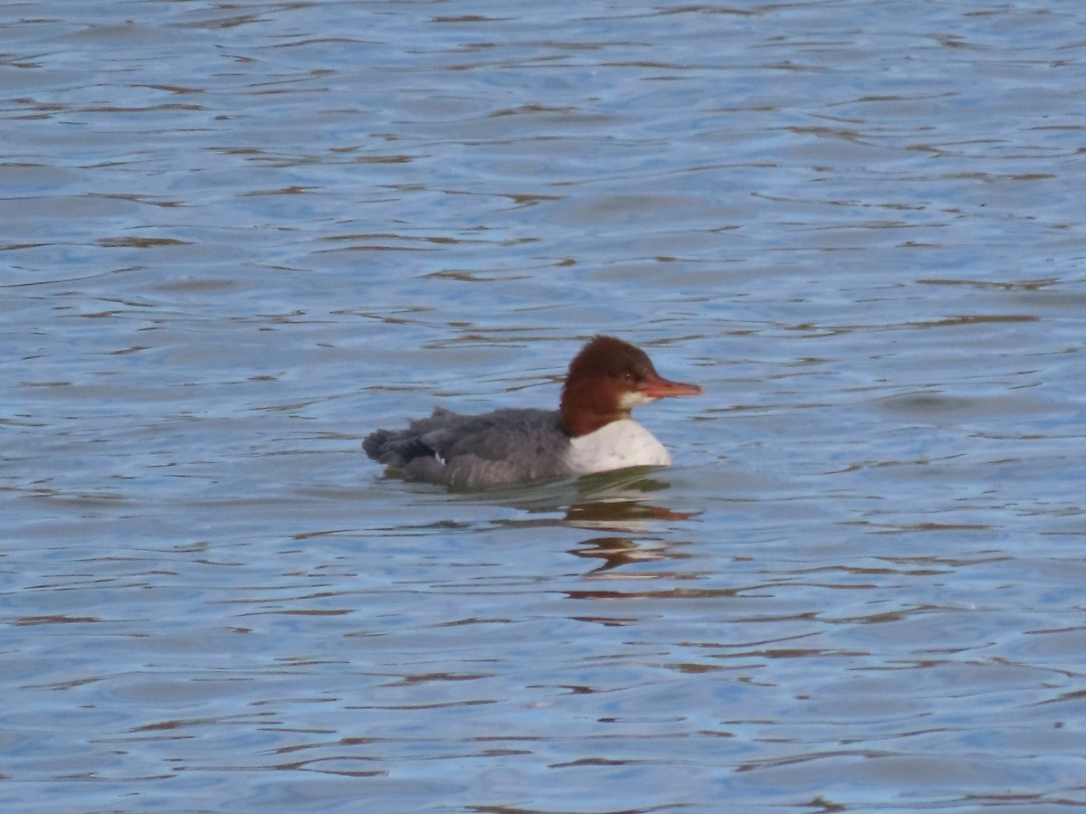 Common Merganser - ML645464157