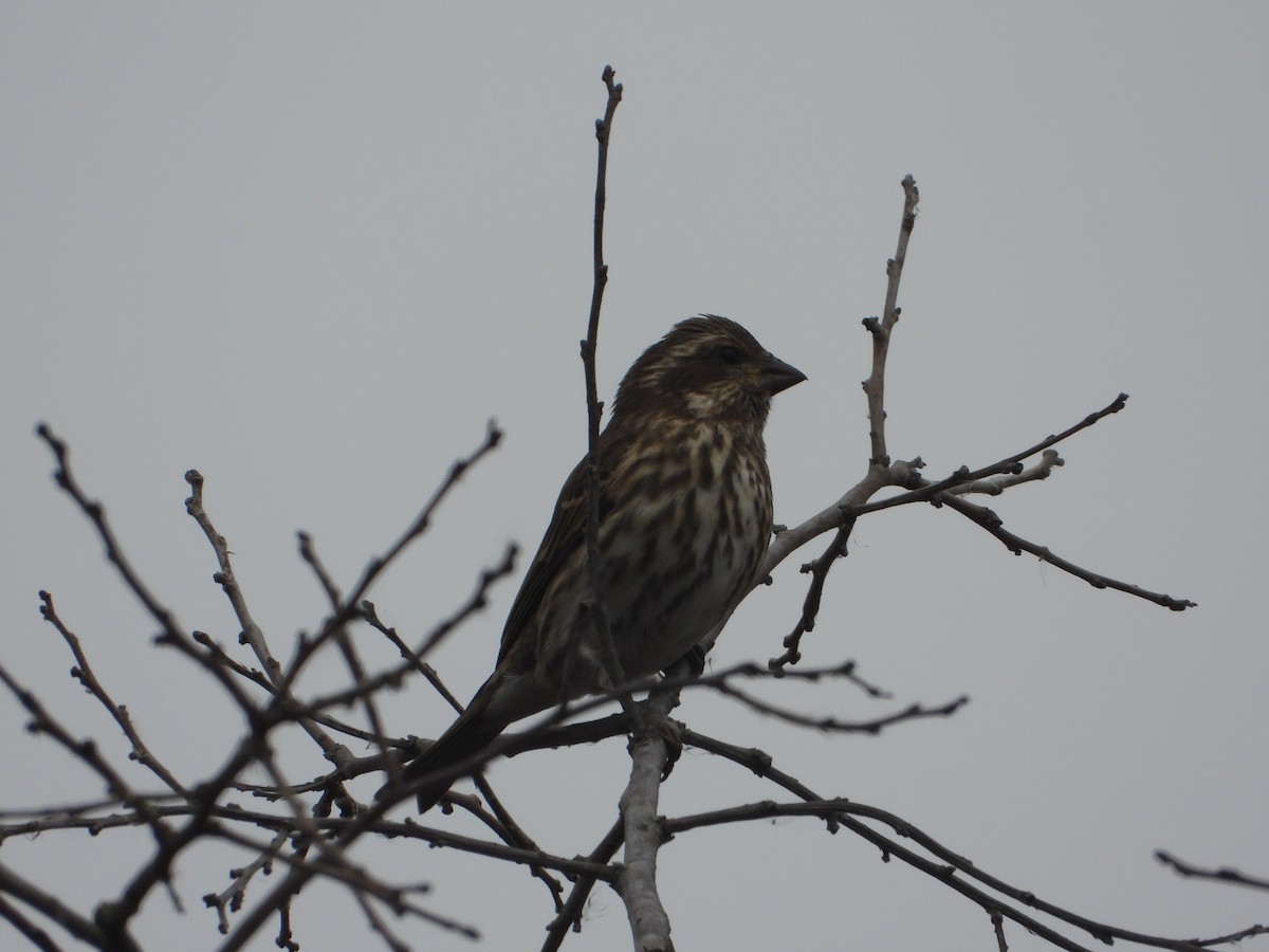 hýl nachový - ML645464159