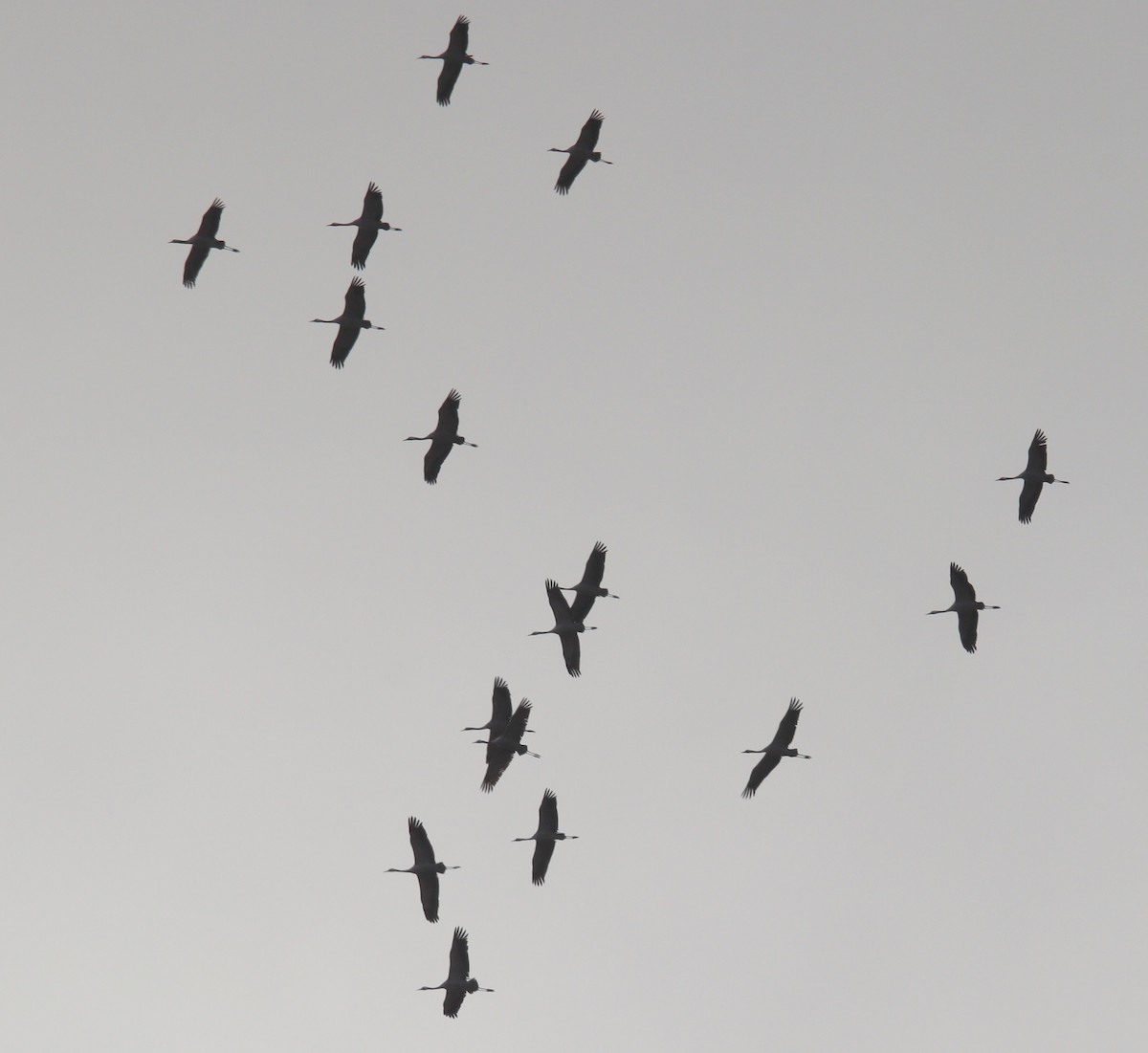 灰鶴 - ML645464161