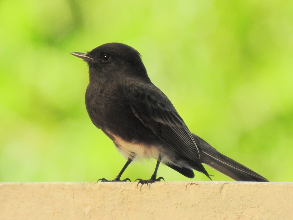 Black Phoebe - ML645464165