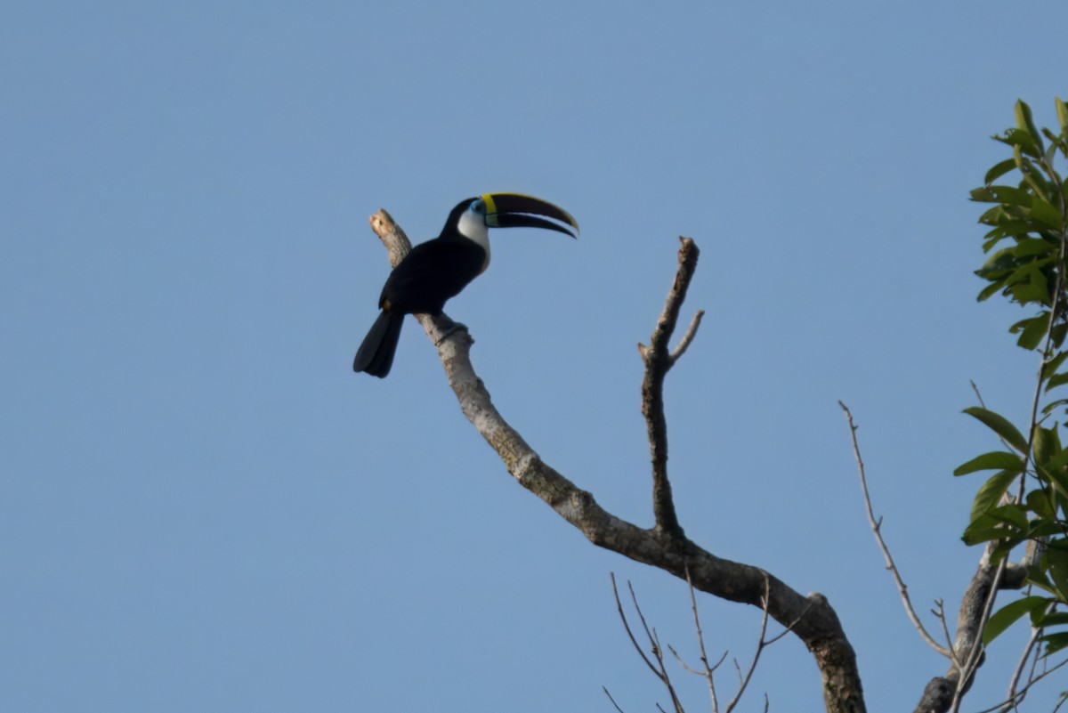 White-throated Toucan - ML645464187