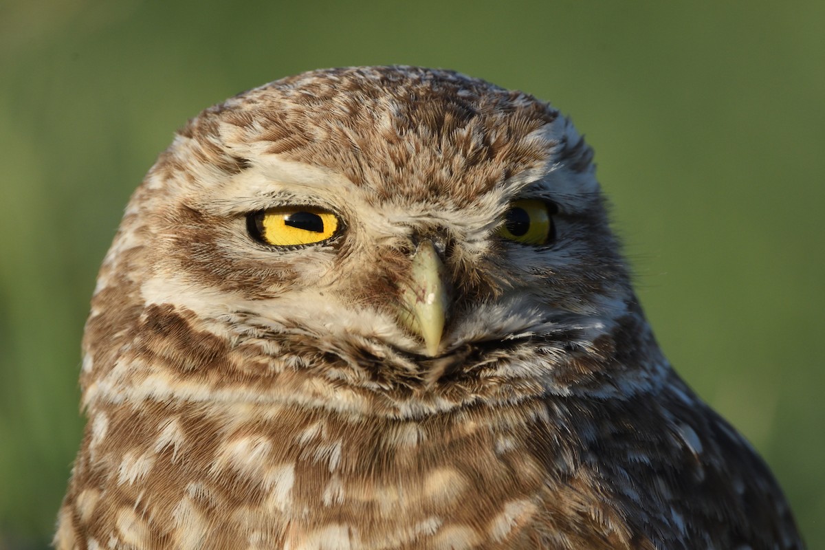 Burrowing Owl - ML645464191