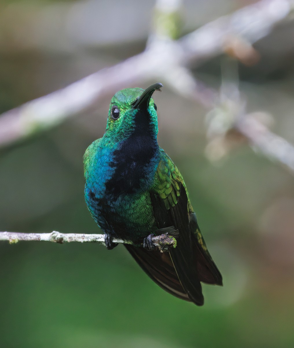 Green-breasted Mango - ML645464200