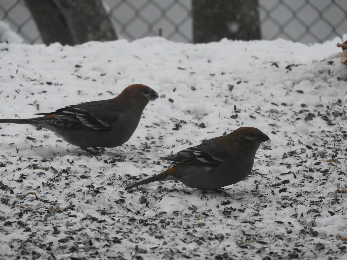 hýl křivčí - ML645464203