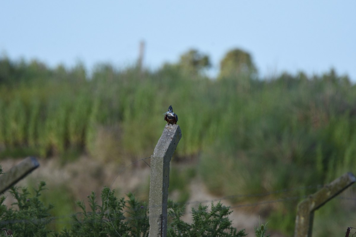 Ringed Kingfisher - ML645464212