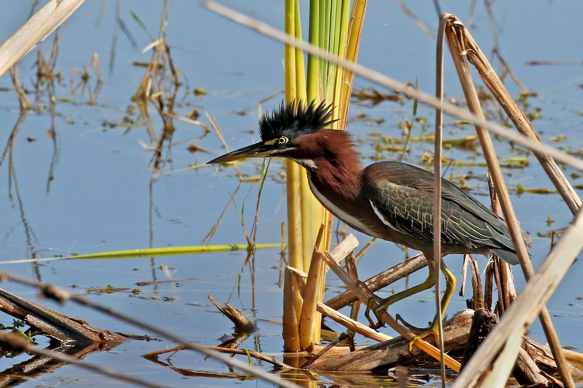 Green Heron - ML645464213