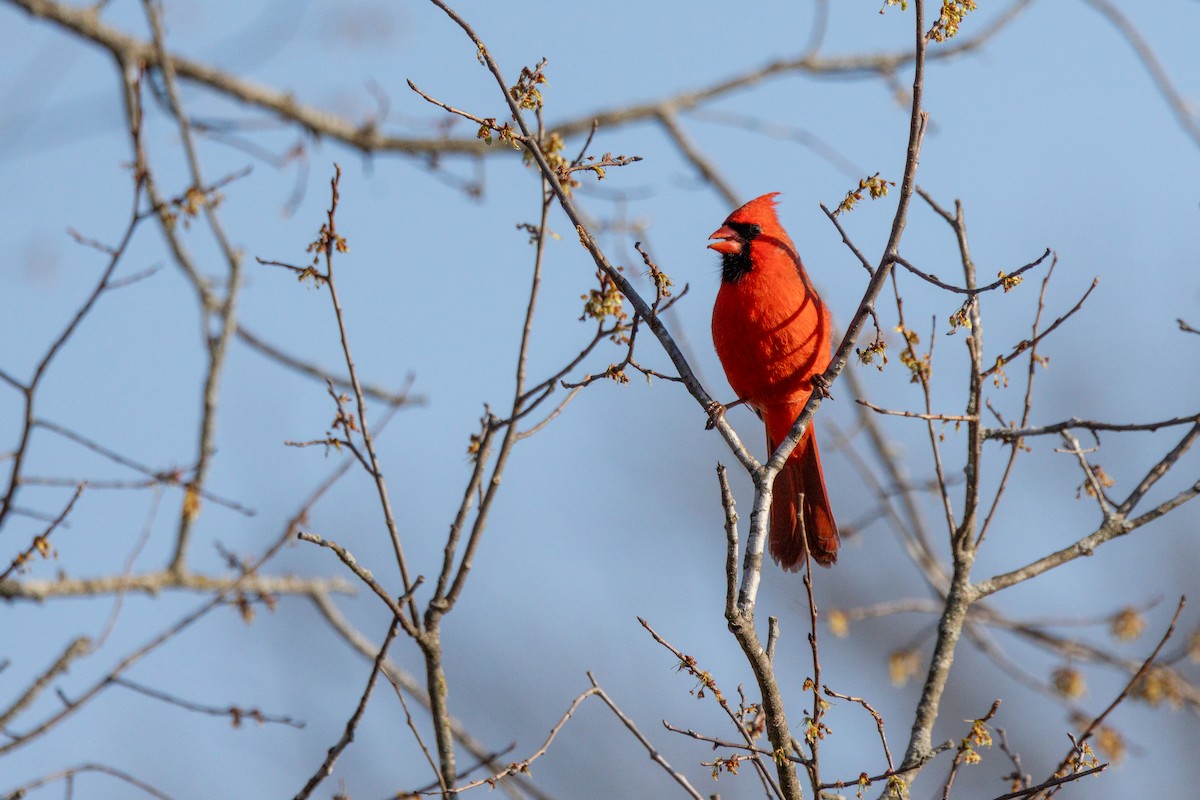 Northern Cardinal - ML645464214