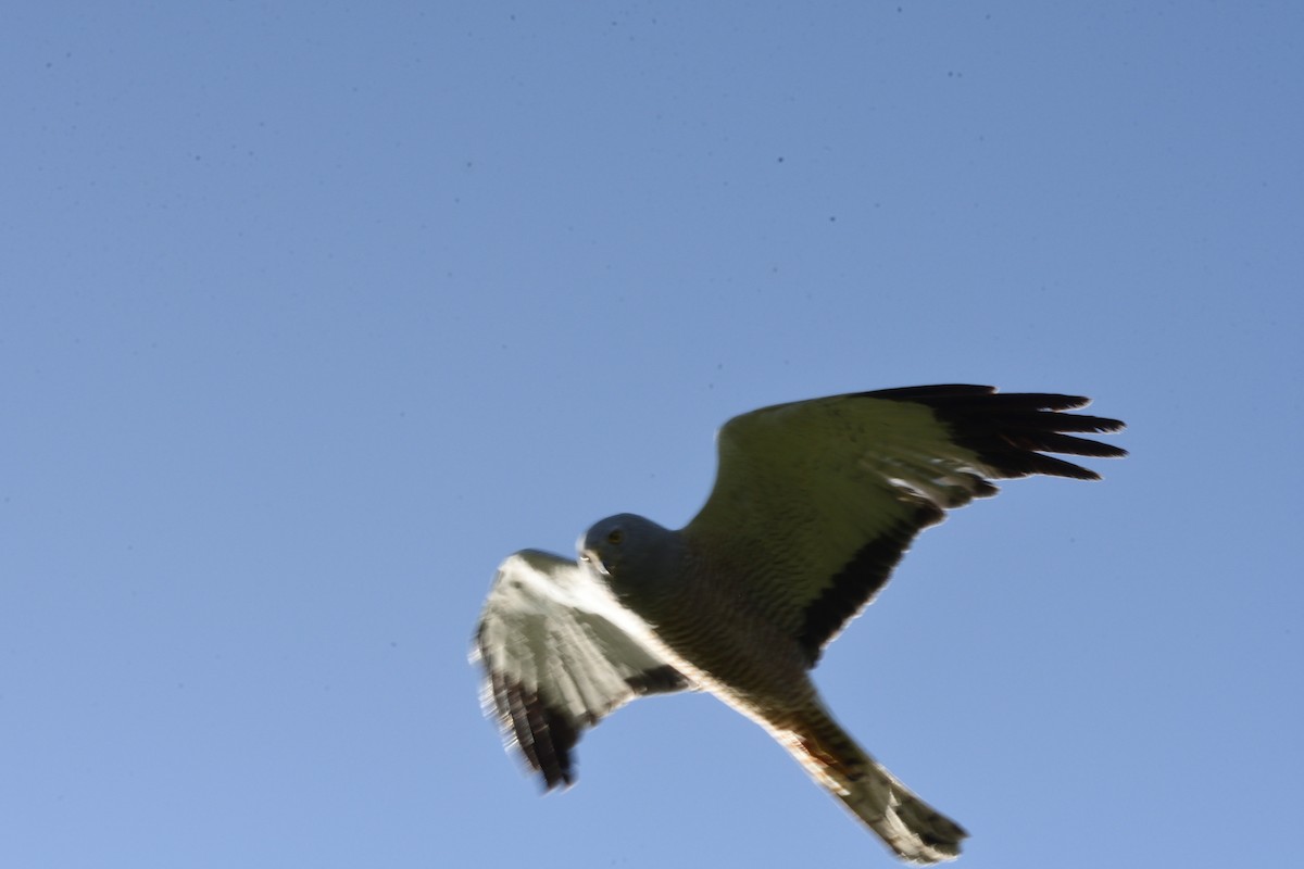 Cinereous Harrier - ML645464234