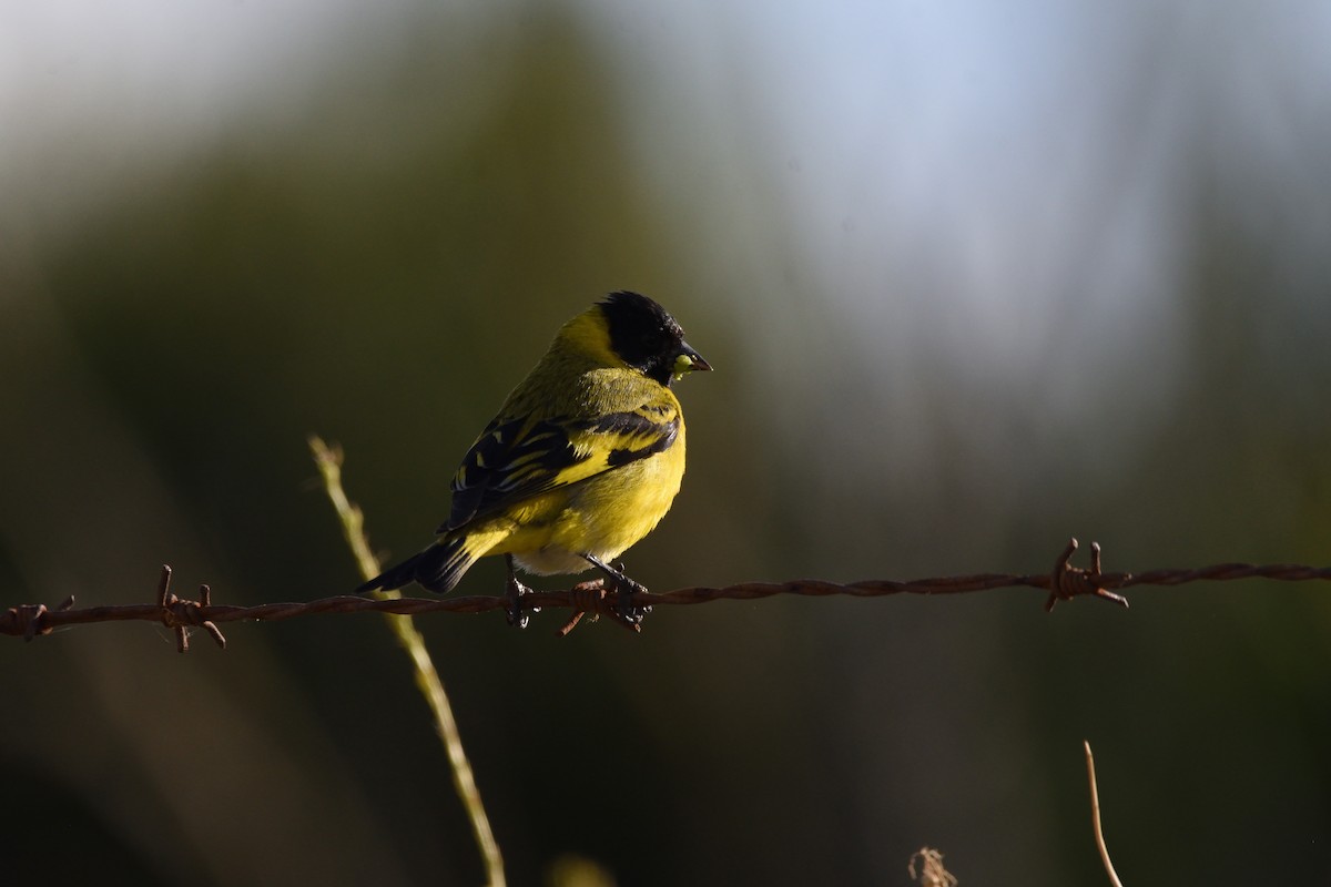Hooded Siskin - ML645464247