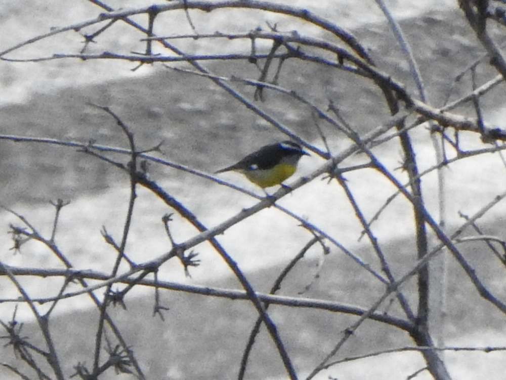 Bananaquit - ML645464252