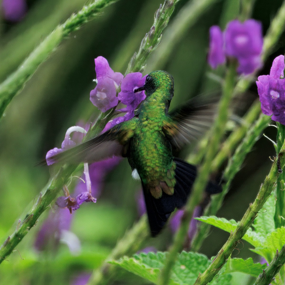 Green-breasted Mango - ML645464265