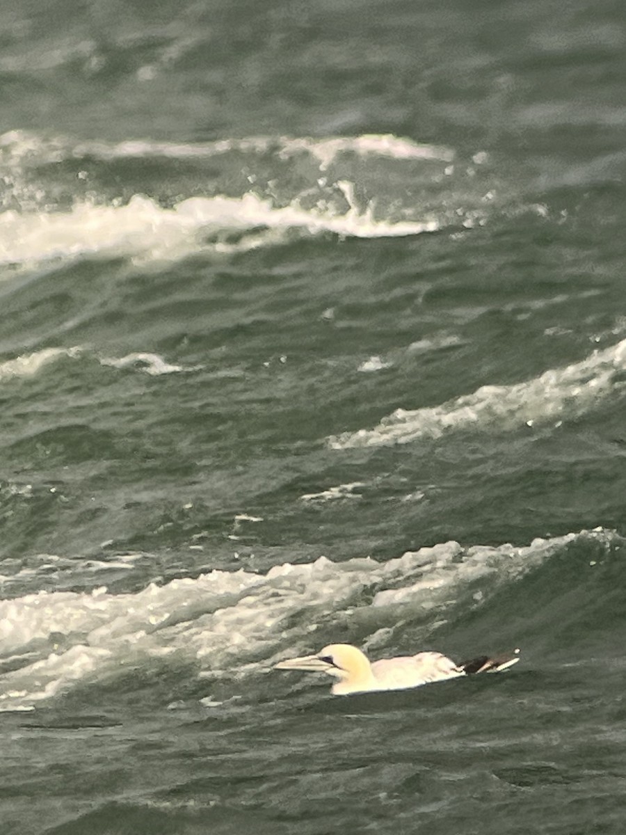 Alcatraz Atlántico - ML645464267