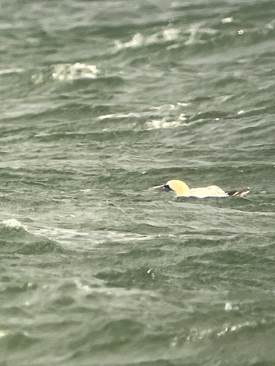 Alcatraz Atlántico - ML645464268