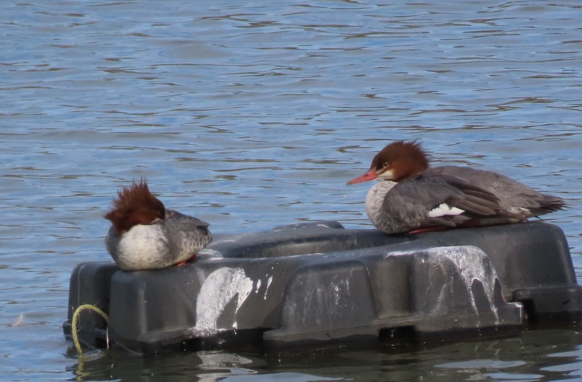 Common Merganser - ML645464271