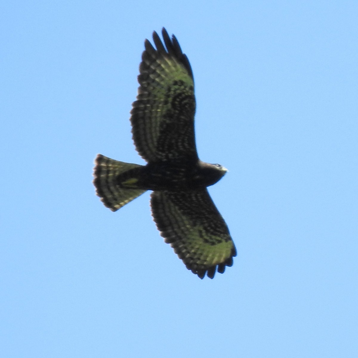 Broad-winged Hawk - ML645464281