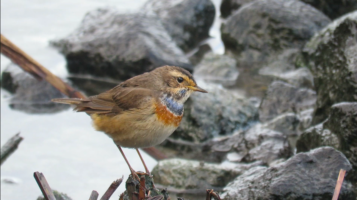 藍喉鴝 - ML645464284