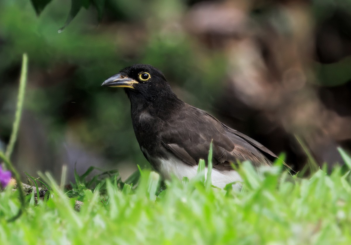 Brown Jay - ML645464286