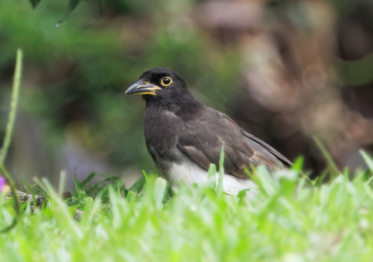 Brown Jay - ML645464287