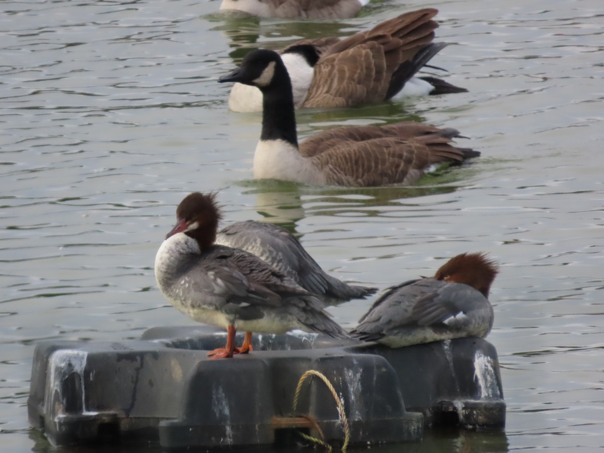 Common Merganser - ML645464288