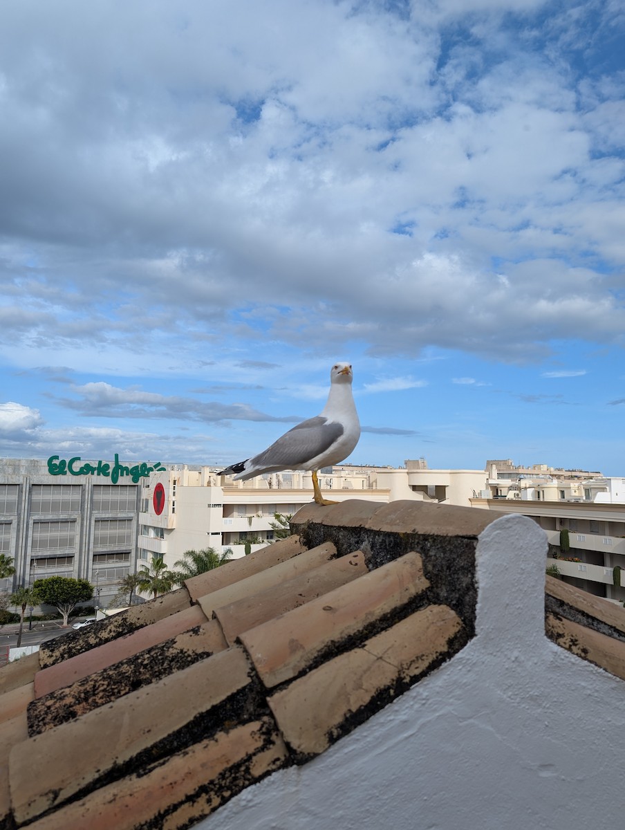 Yellow-legged Gull - ML645464290