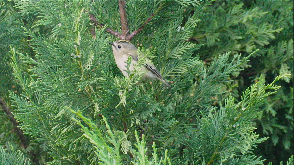 戴菊鳥 - ML645464296