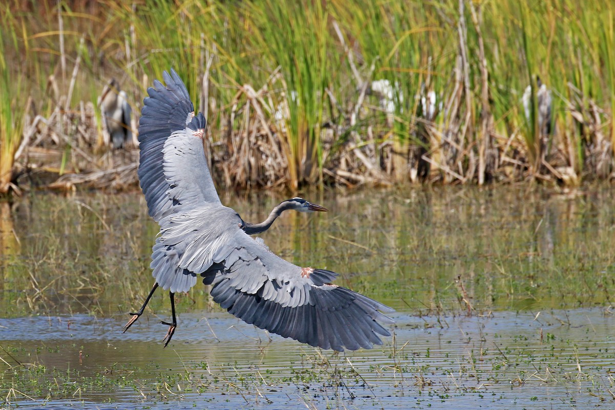Great Blue Heron - ML645464322