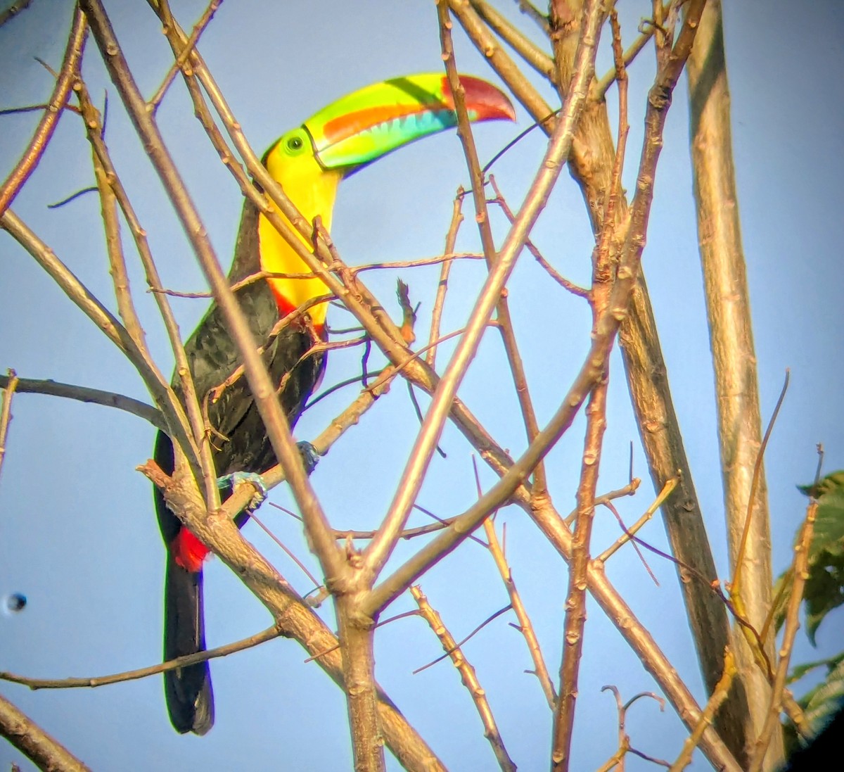 tukan středoamerický - ML645464326