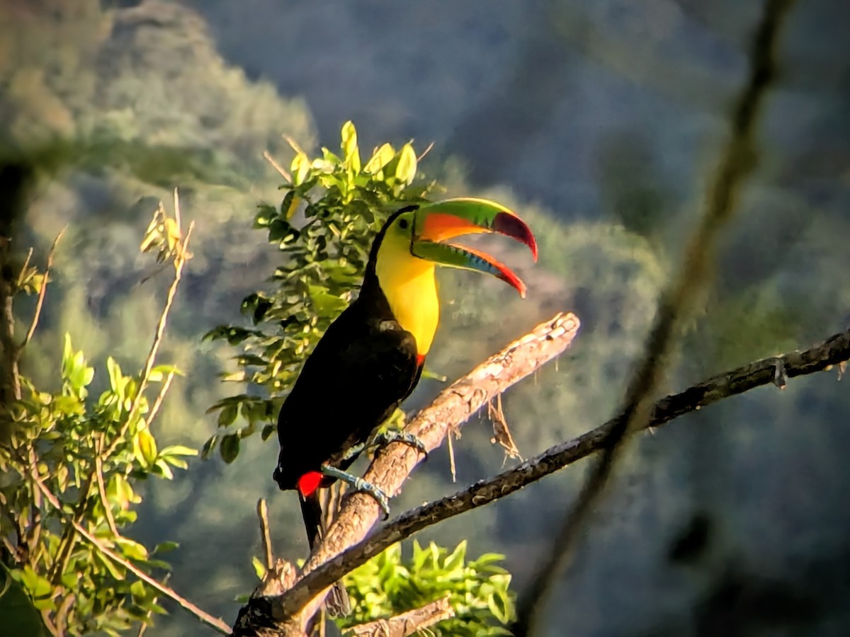 tukan středoamerický - ML645464327