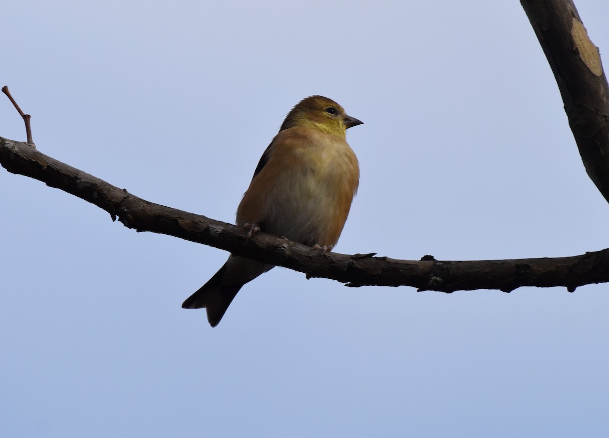 Altın İskete - ML645464334