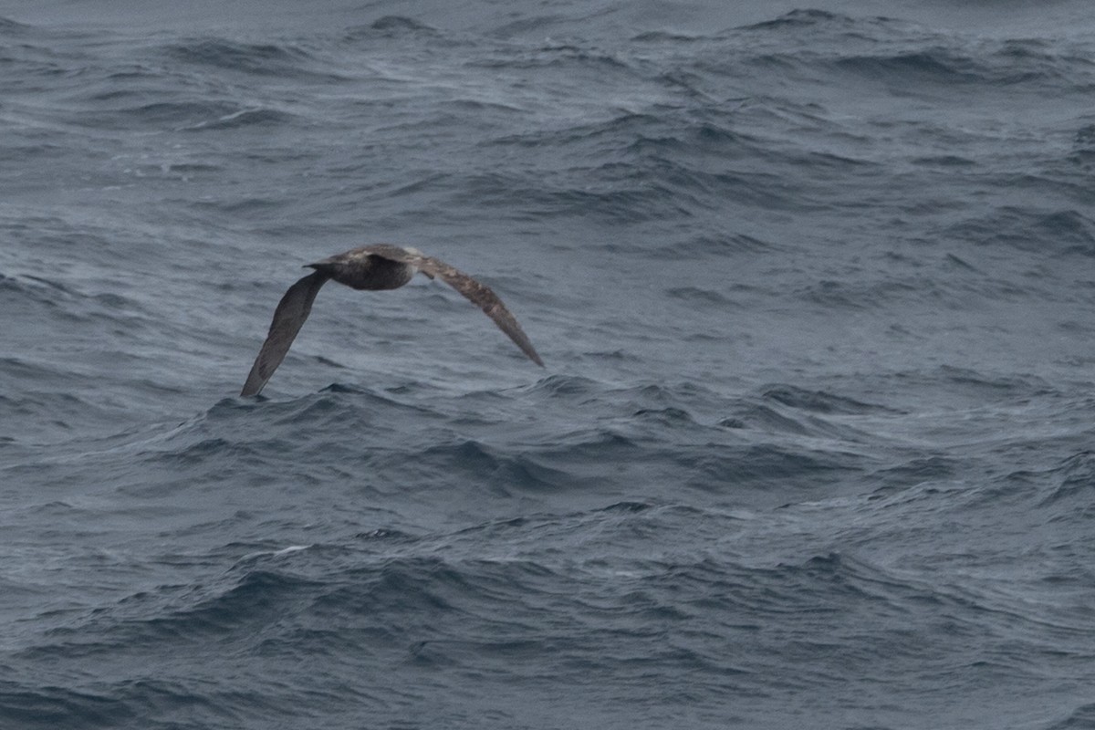 Southern Giant-Petrel - ML645464346