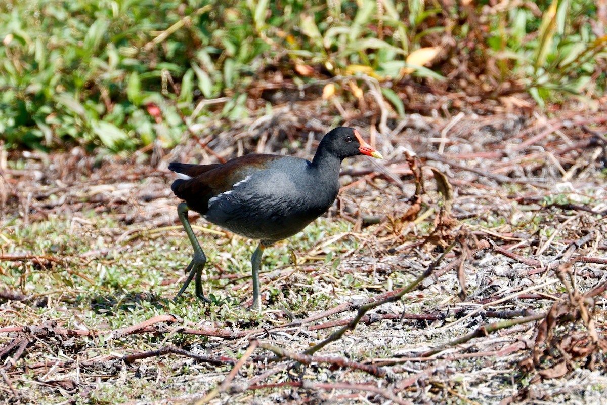 Amerika Sutavuğu - ML645464369