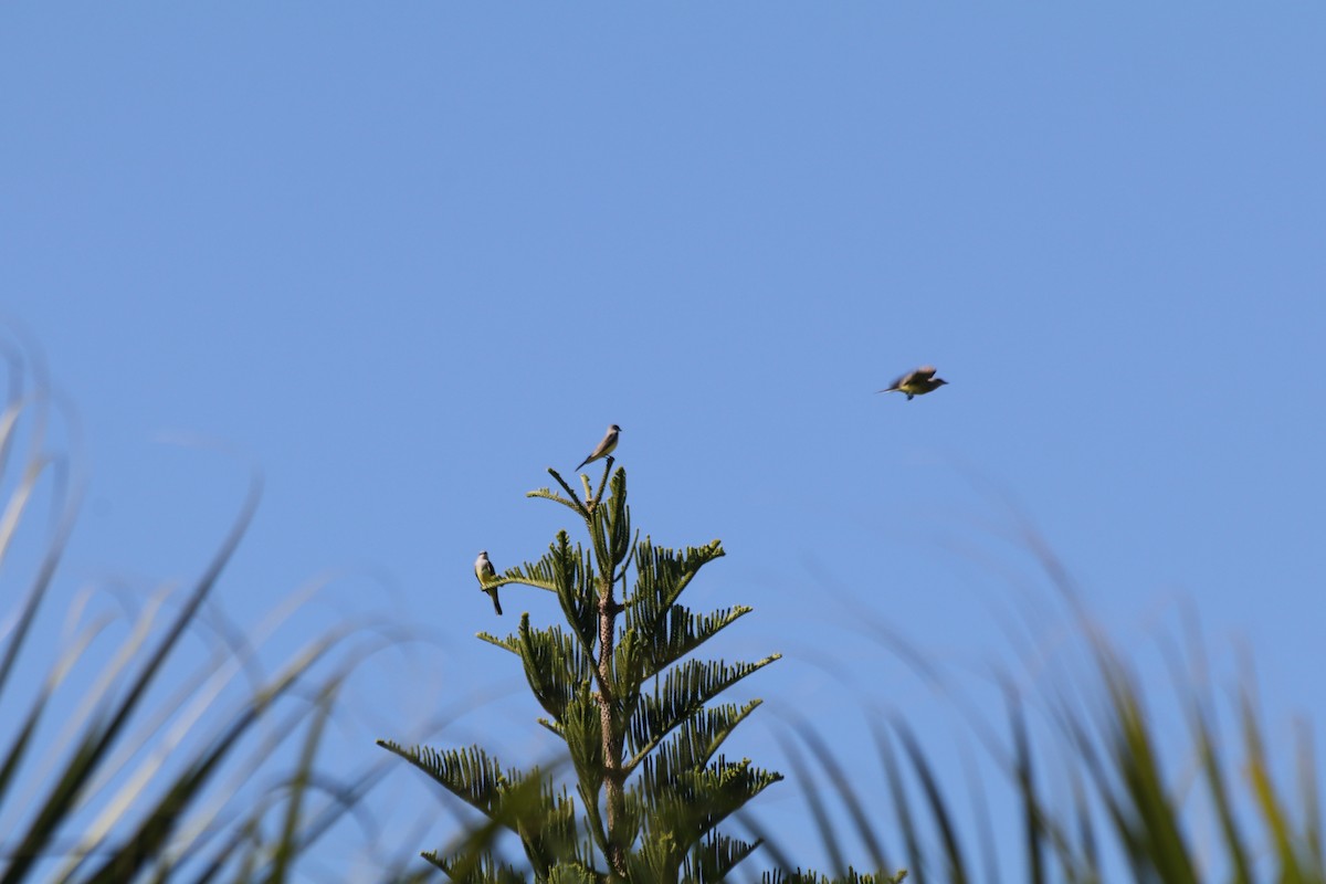 Western Kingbird - ML645464370