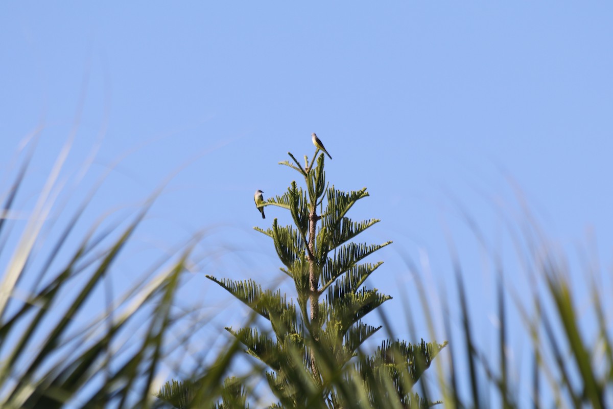 Western Kingbird - ML645464371