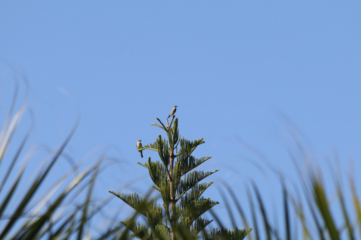 Western Kingbird - ML645464372