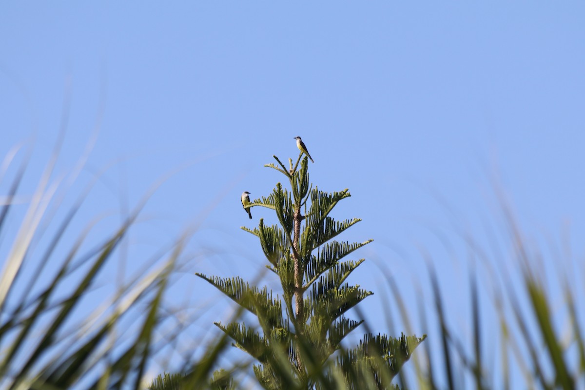 Western Kingbird - ML645464373