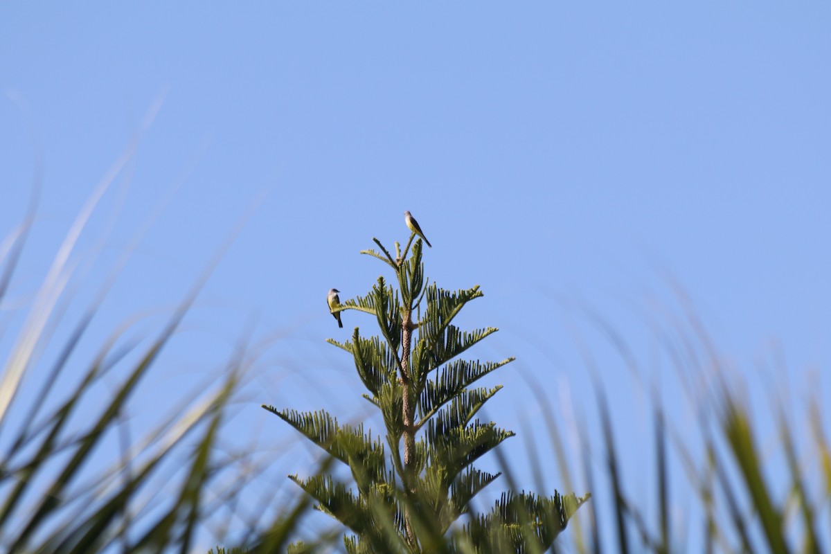 Western Kingbird - ML645464374