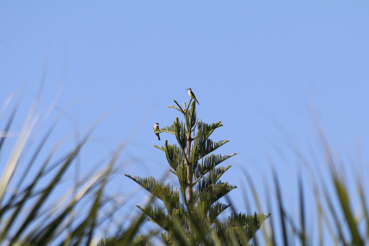 Western Kingbird - ML645464376