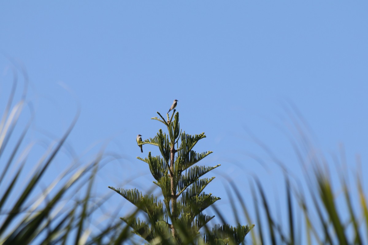 Western Kingbird - ML645464377