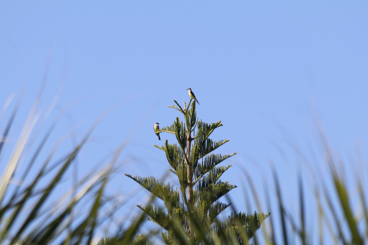 Western Kingbird - ML645464378